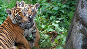 To sjældne tigerunger kom til verden i Aalborg Zoo i april 2022.